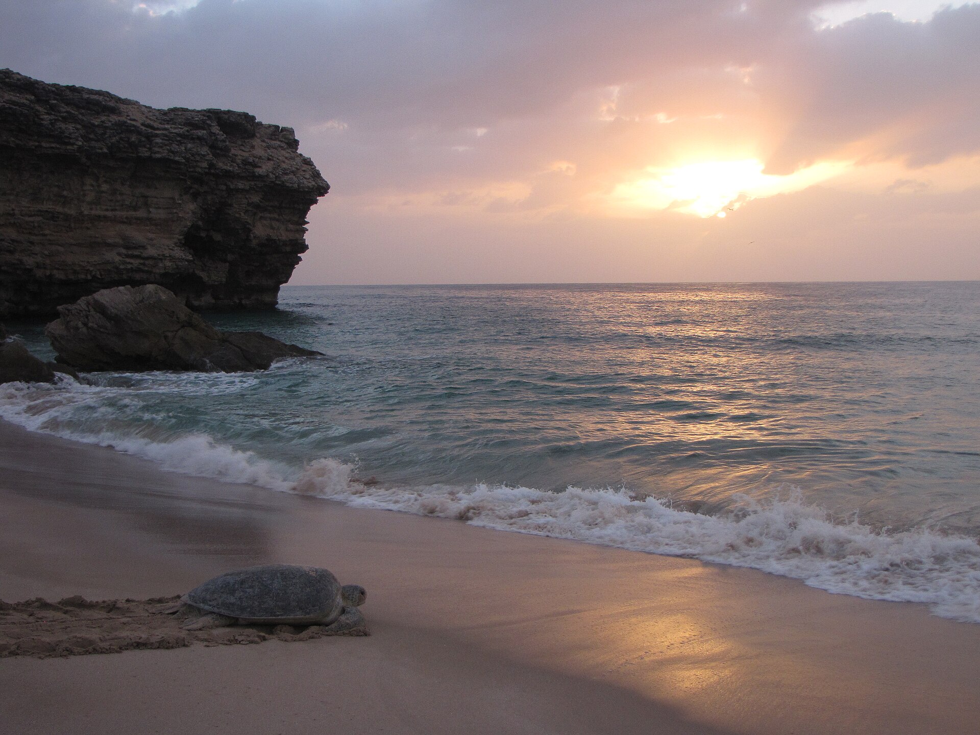 Green turtle